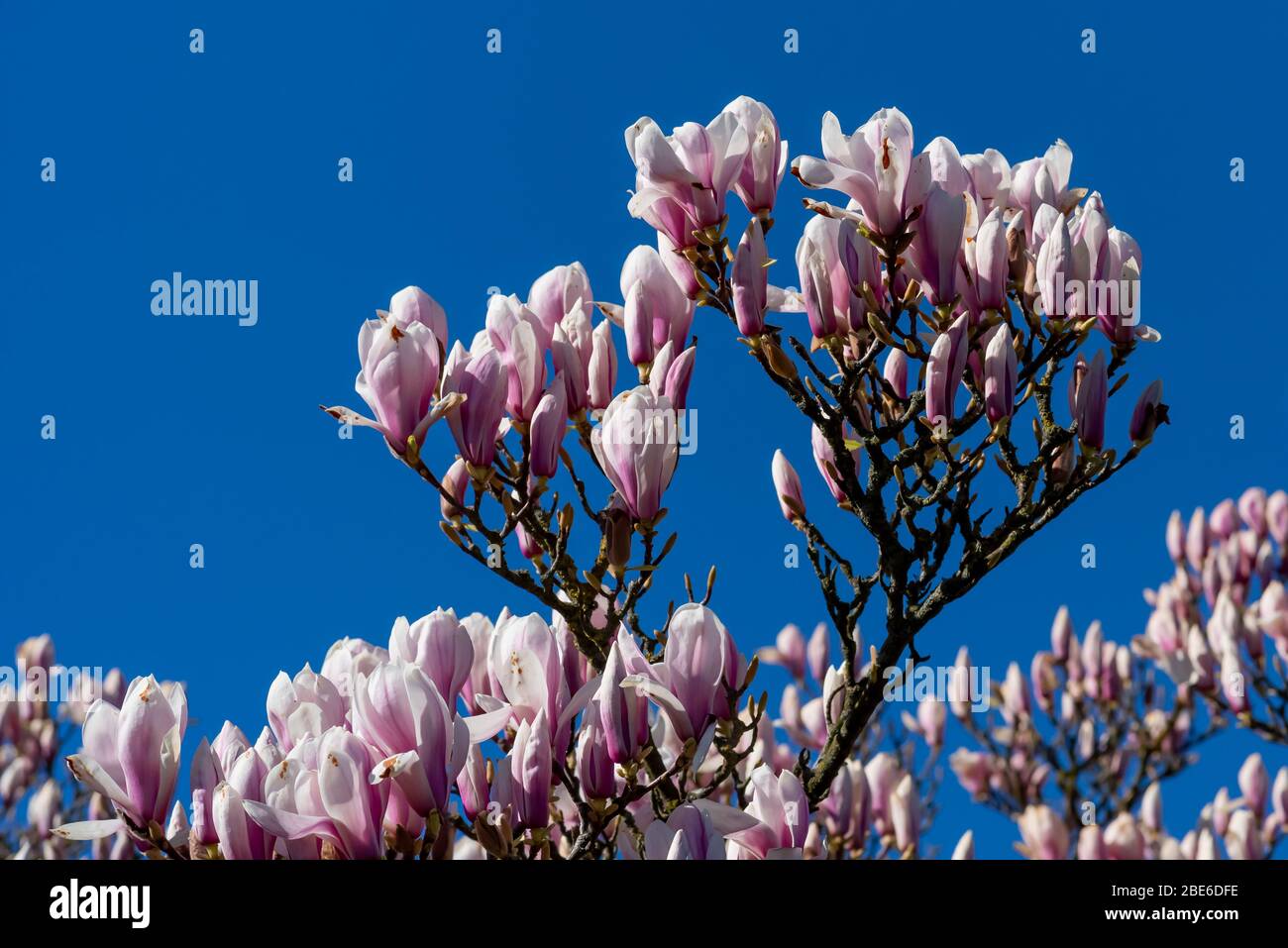 Particolare di un albero di magnolia alla luce del sole con fiori porpora-bianchi che stanno per aprirsi Foto Stock