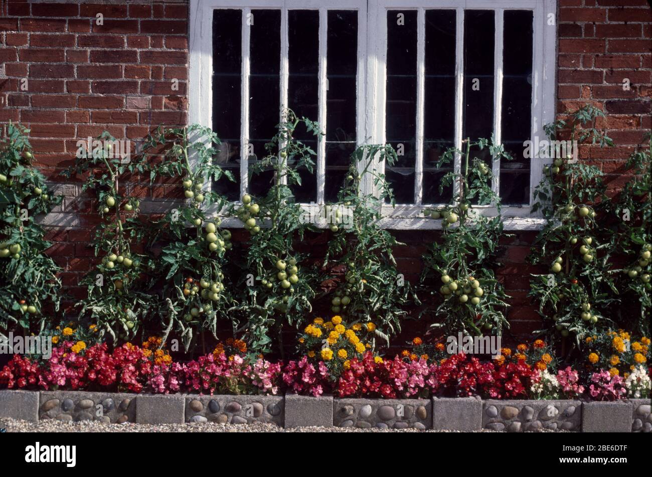 Begonie rosa e marigolds africani sotto i pomodori al confine sotto la finestra del cottage Foto Stock