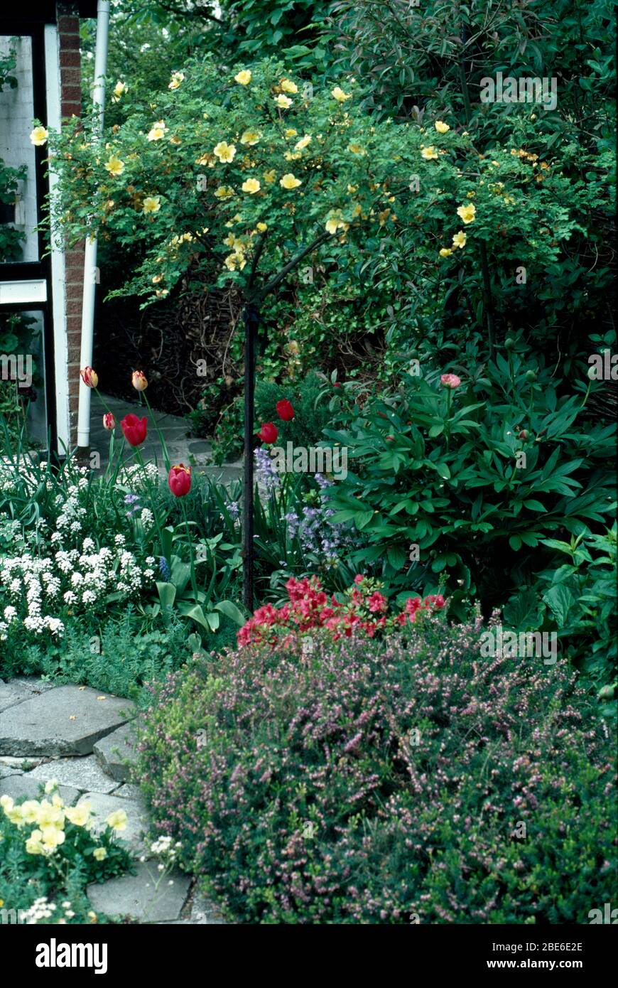 Rosa pallido giallo standard al bordo con tulipani rossi e alyssum bianco nel giardino di inizio estate Foto Stock