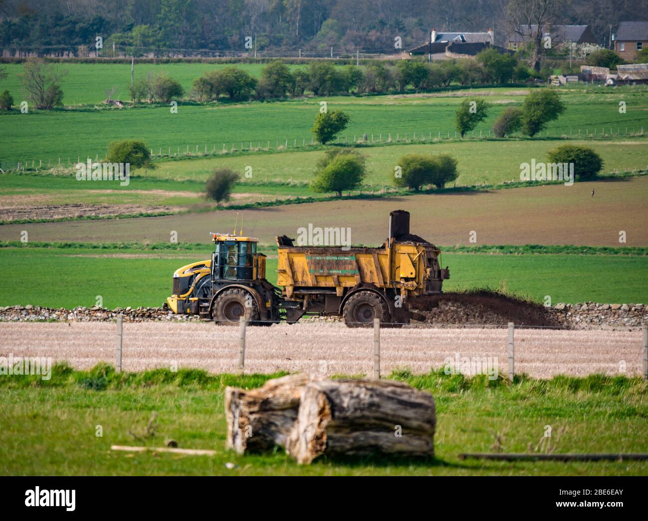 Spargimento di concime su campi di coltura agricoli in primavera, Lothian orientale, Scozia, Regno Unito Foto Stock