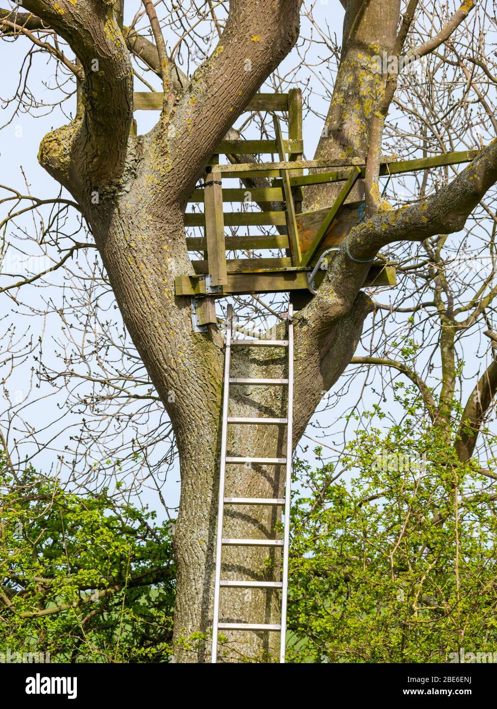 Casa albero makeshift con scala alta in primavera sole, Scozia, Regno Unito Foto Stock