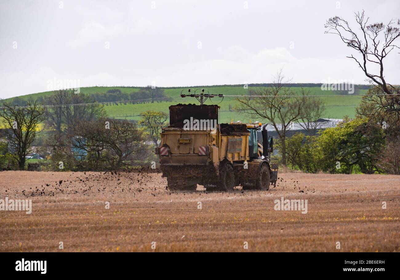 Spargimento di concime su campi di coltura agricoli in primavera, Lothian orientale, Scozia, Regno Unito Foto Stock