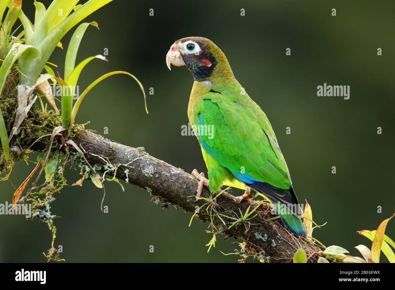 Pappagallo con cappuccio marrone (Pyrilia haematite) seduto su un ramo di albero Foto Stock