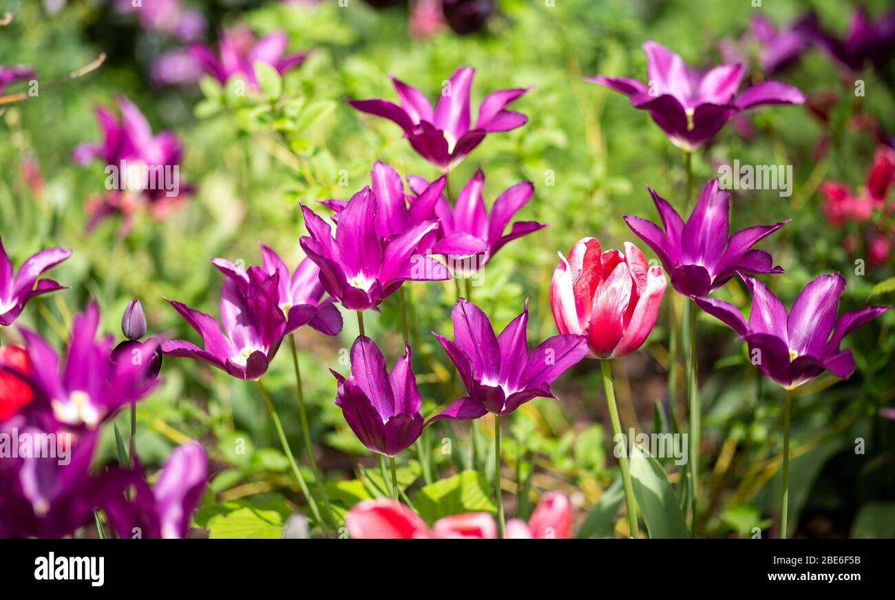 Tulipani di giglio porpora con foglie verdi Foto Stock