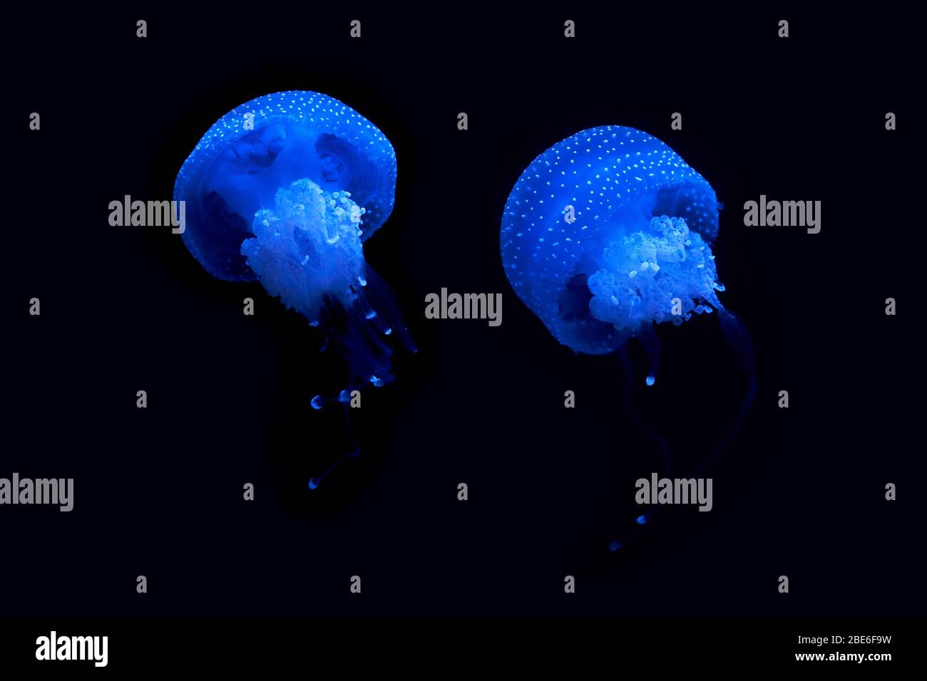 Luminescenza di meduse che galleggiano in acqua. Oceonographic di Lisbona, Portogallo Foto Stock