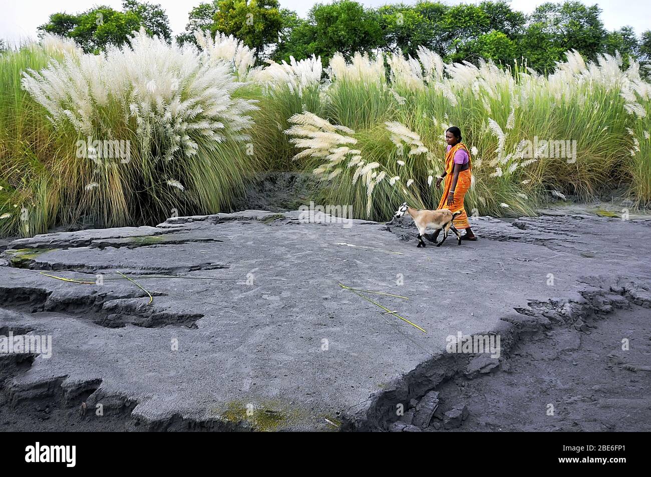 kash fiore immagine rurale del bengala occidentale india Foto Stock