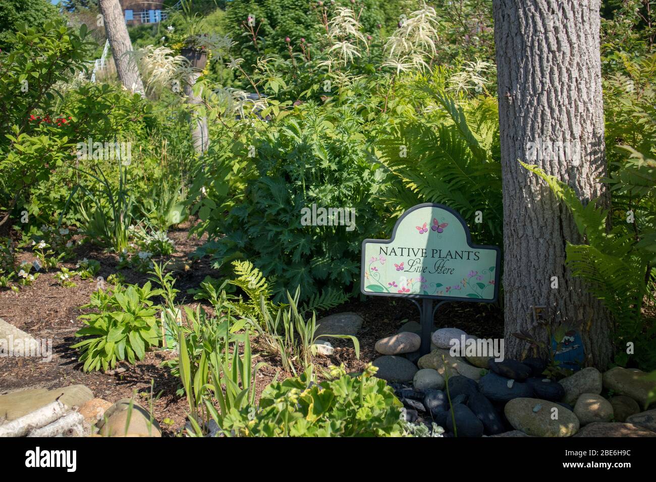 Un angolo del giardino dove è piantata la vegetazione nativa. Foto Stock
