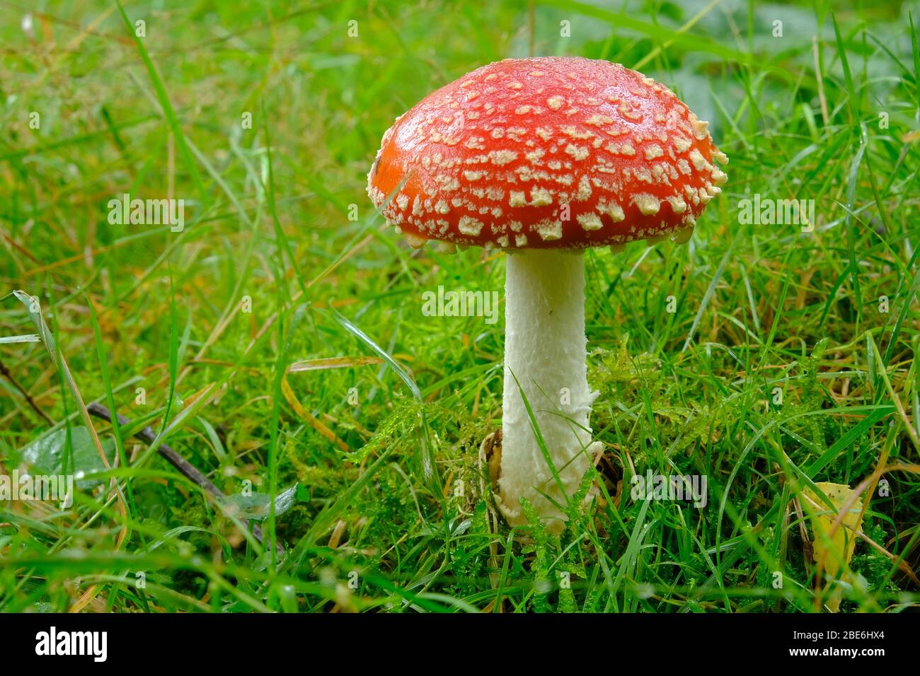 Fly Agaric mushroom Foto Stock