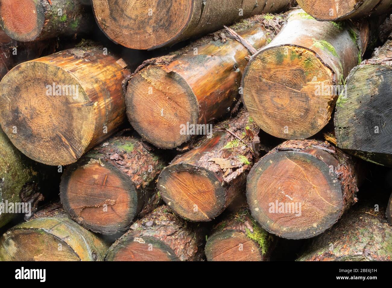 Registri sovrapposti in una piantagione di silvicoltura Foto Stock