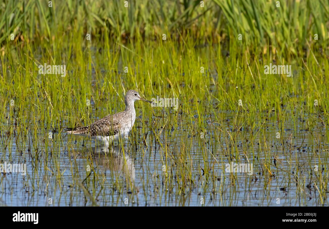 Yellowlegs, William Finley National Wildlife Refuge, Oregon Foto Stock