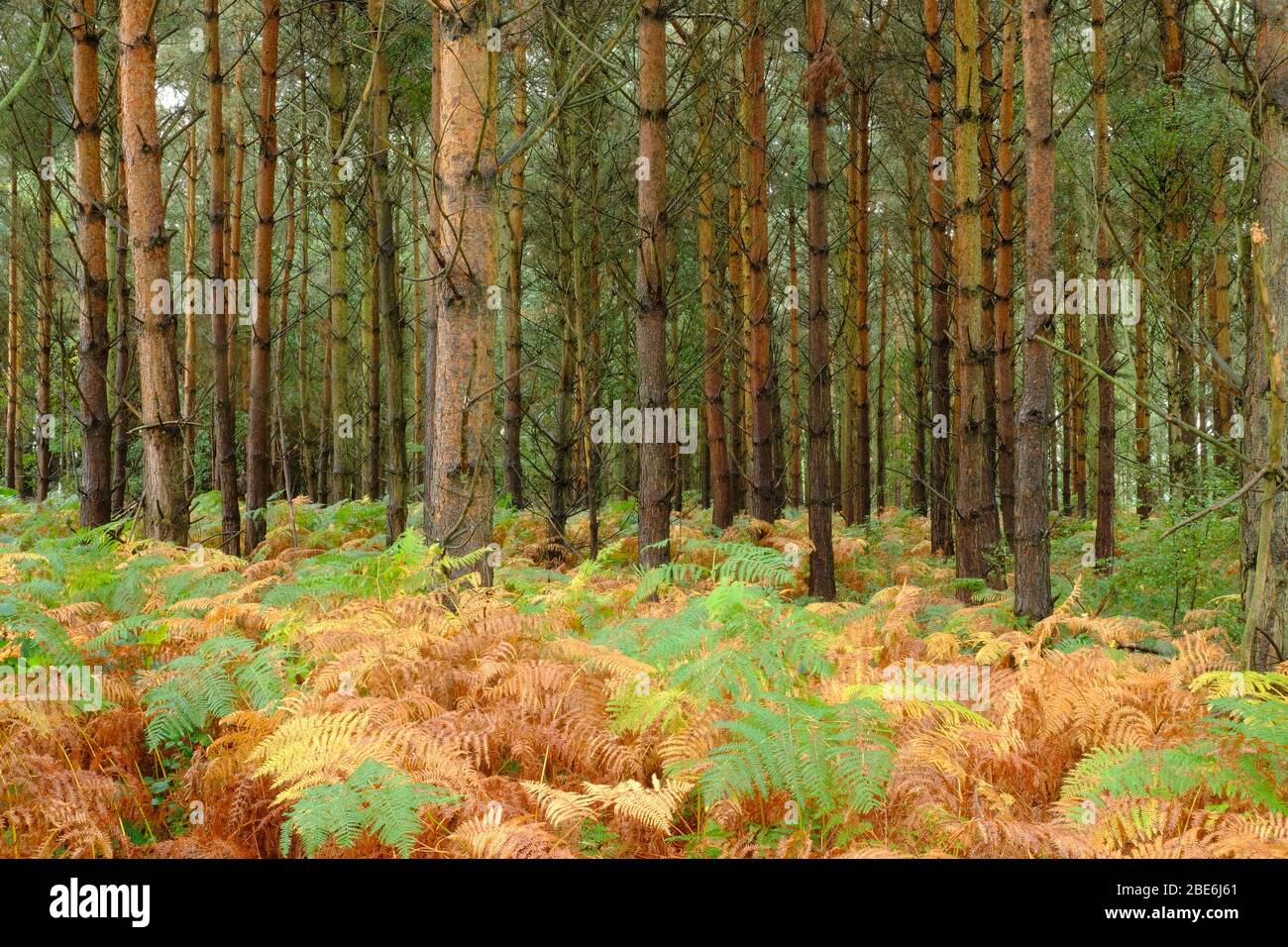 Vista autunnale di una piantagione di boschi, con bracken sul pavimento del bosco, in Shropshire, Regno Unito Foto Stock