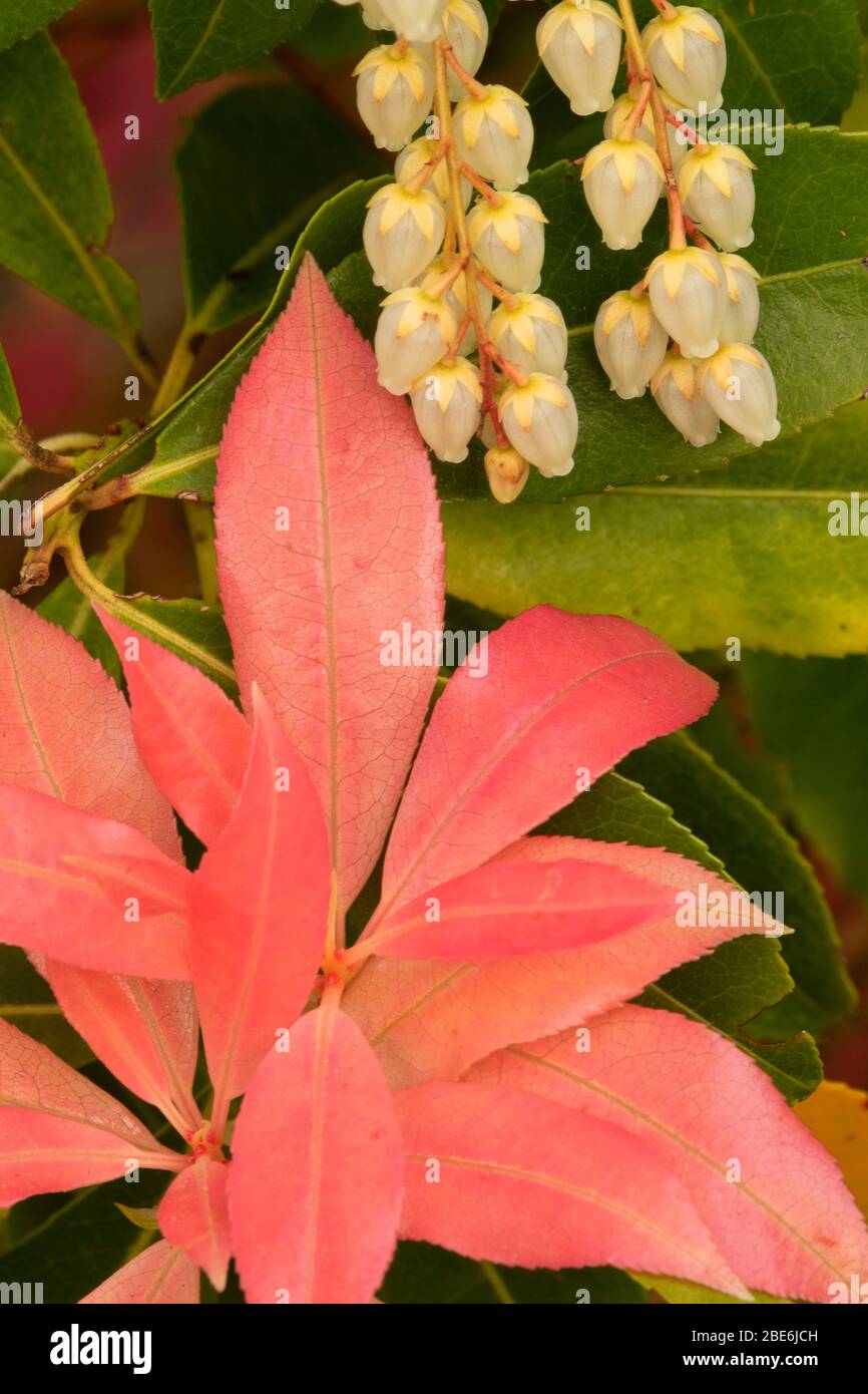 Fuoco di montagna o pieris giapponese (Pieris japonica) in fiore, il giardino Rhodendron, Hendricks Park, Eugene, Oregon Foto Stock