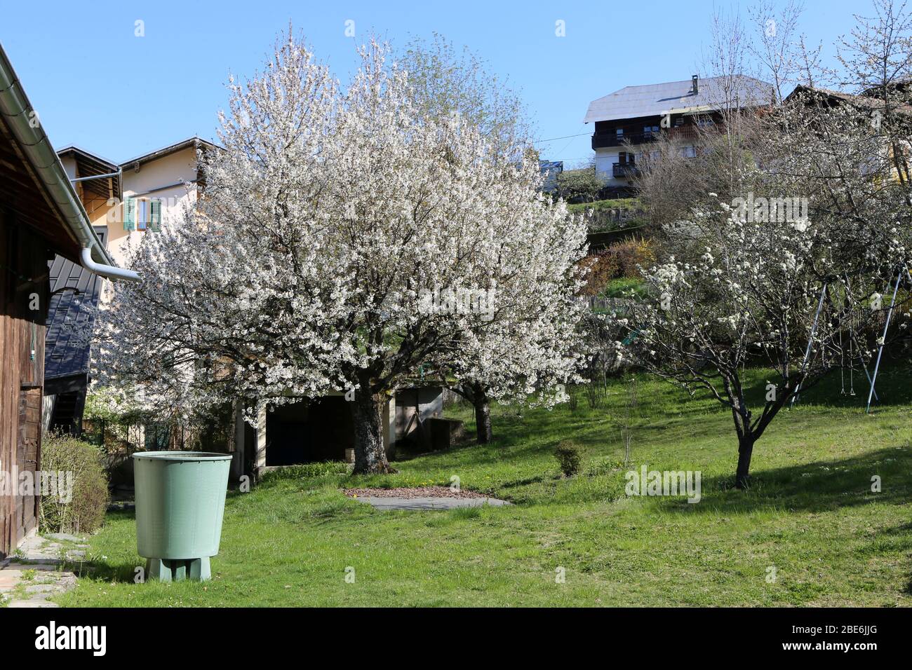 Arbres en fleurs sur un terreno. Alpi françaises. Saint-Gervais-les-Bains. Alta Savoia. Francia. Foto Stock