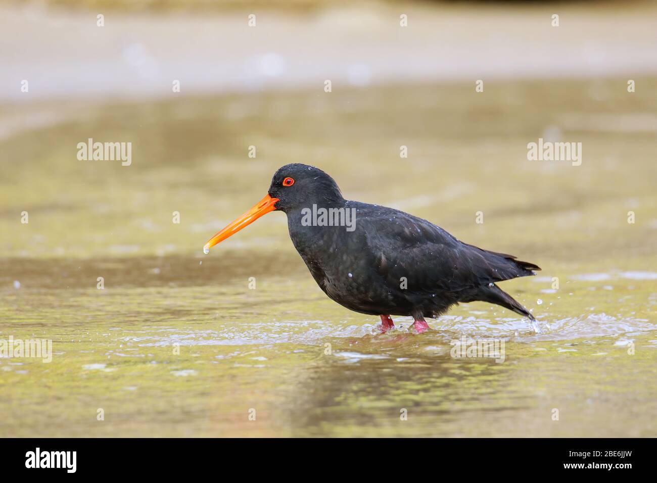 Variable Oystercatcher (Haematopus unicolor) in piedi in acque poco profonde, Abel Tasman National Park, South Island, Nuova Zelanda Foto Stock