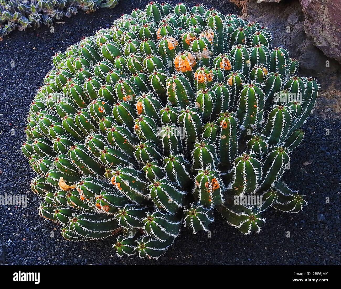 Euphorbia Echinus (Euphorbiaceae) , un succulente spinoso piuttosto che un vero cactus con un'abitudine di diffusione - dal Morroco meridionale. Foto Stock