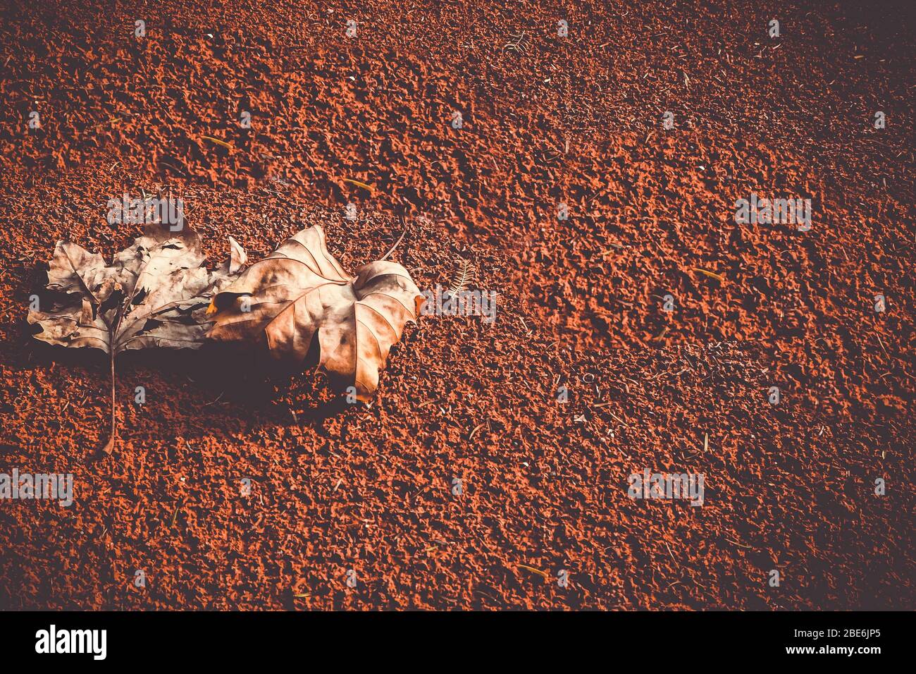 Autunno di foglia secca marrone su fondo terreno rosso rustico Foto Stock