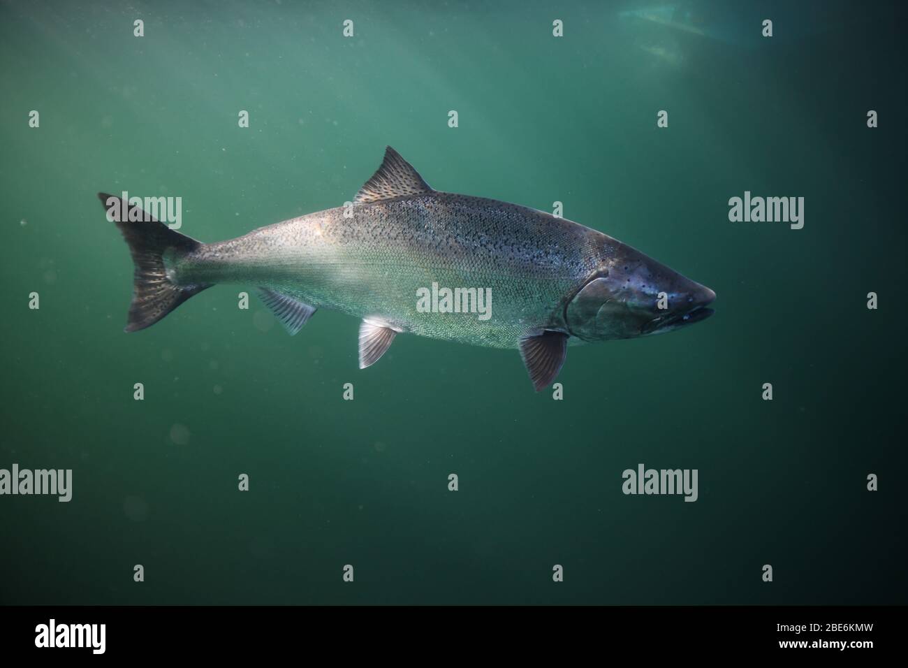 Salmone Chinook o salmone King, Oncorhynchus tshawytscha, nuoto in mare aperto o lago. Foto Stock