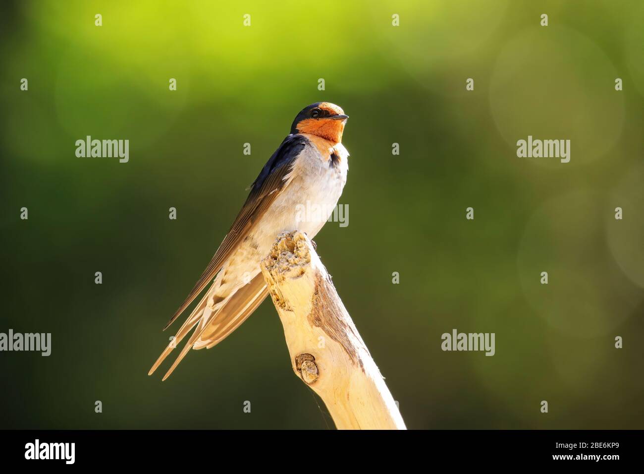 Welcome Swallow (Hirundo tahitica) seduto su un bastone, Abel Tasman National Park, South Island, Nuova Zelanda Foto Stock