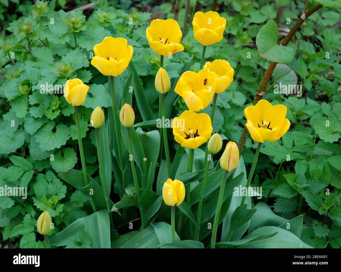 Tulipani gialli fiori fioritura nella natura Foto Stock