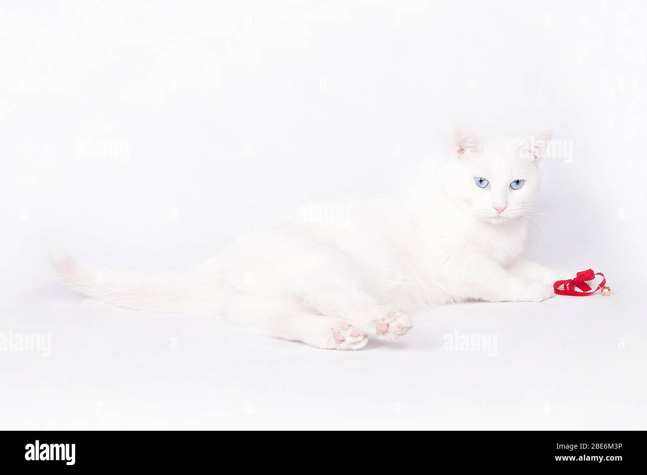 Bellissimo gatto bianco con occhi blu che giocano con un nastro rosso. Isolato su uno sfondo bianco. Foto Stock