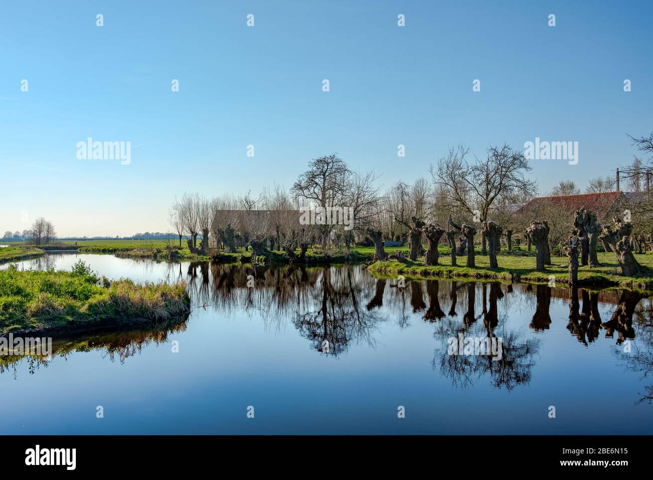 Pollard salite lungo un fosso in un paesaggio polder vicino a Rotterdam, Paesi Bassi Foto Stock