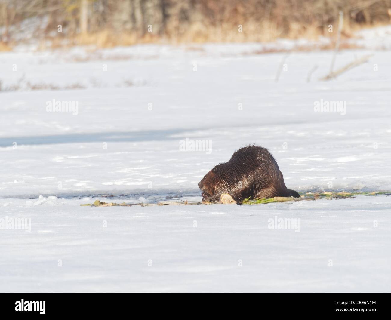 Quebec, Canada. Un castoro che mangia la vegetazione in primavera Foto Stock