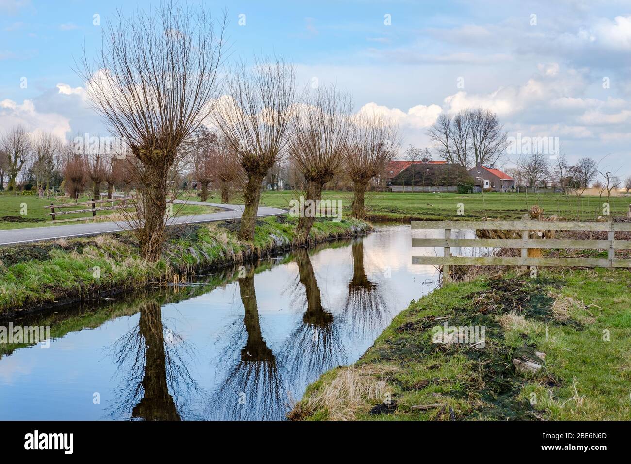 Pollard saliva lungo un fosso in un bellissimo paesaggio di polder agricoli vicino a Rotterdam, Paesi Bassi Foto Stock