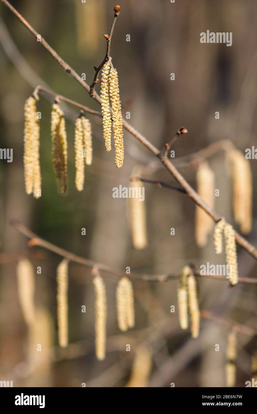 Catkins di nocciolo Corylus avellana spargendo polline, soft focus. Fioritura, allergia primaverile. Foto Stock