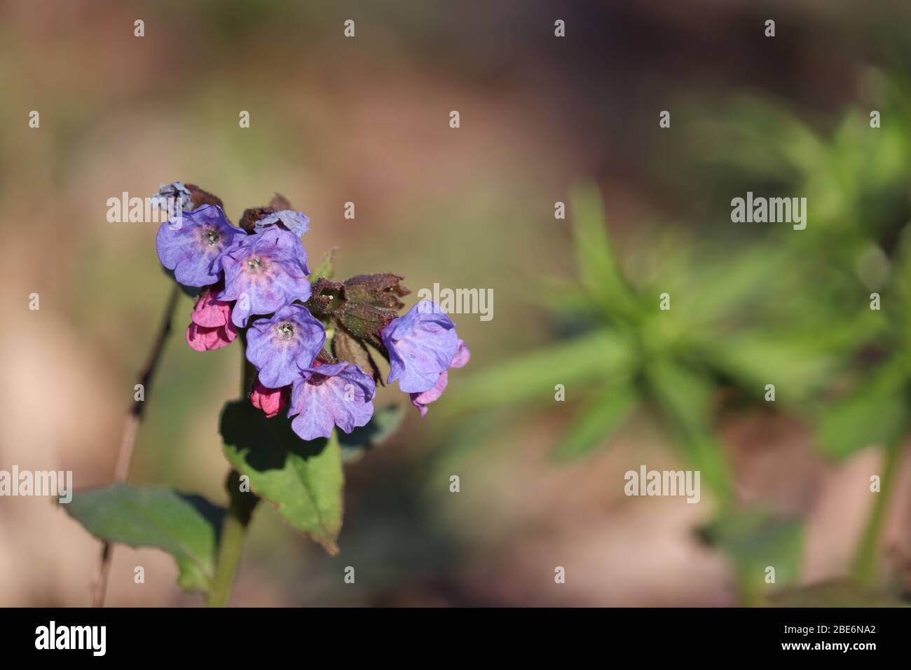 Fiori di lungwort nella foresta di primavera. Pianta medicinale Pulmonaria officinalis, fitoterapia, vividi colori della natura Foto Stock