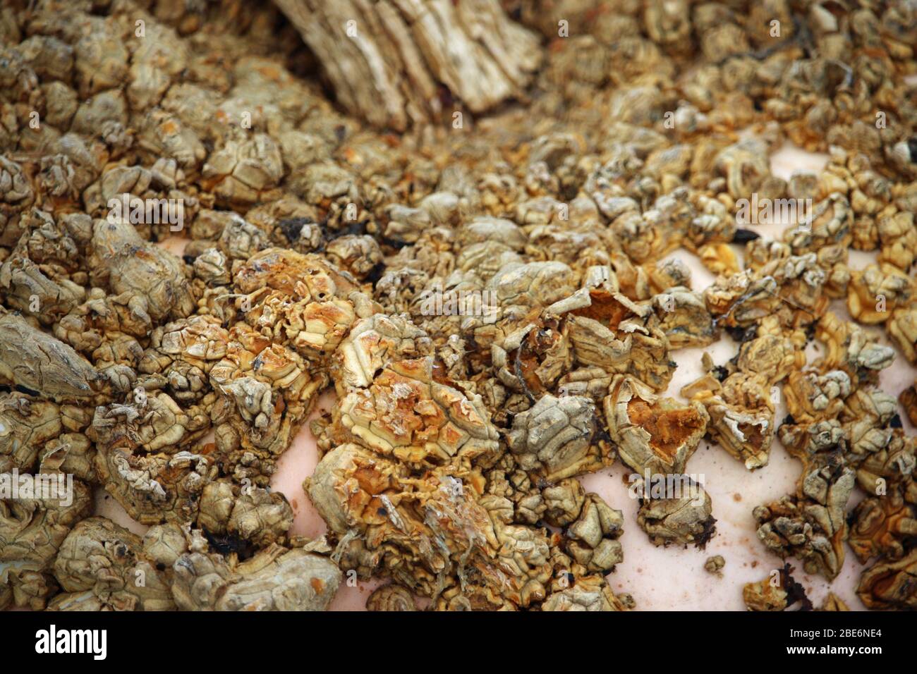 Primo piano della zucca di arachide insolita, Cucurbita maxima varietà Galeuses d'Eysines senza sfondo. Foto Stock