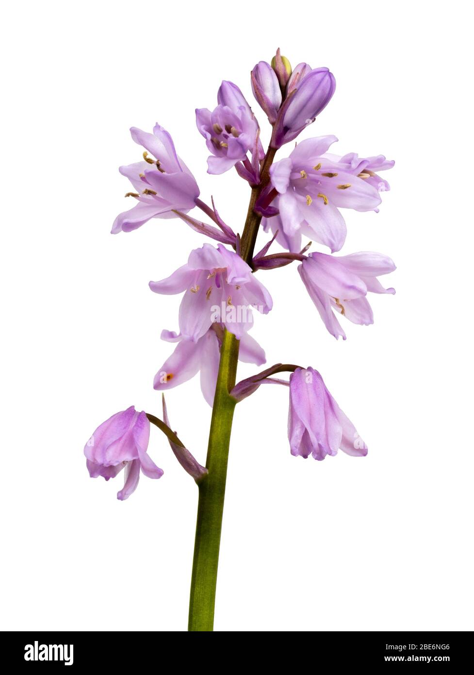 Forma a fiore rosa della croce bluebell spagnola e inglese, Hyacinthoides x massartiana, su sfondo bianco Foto Stock