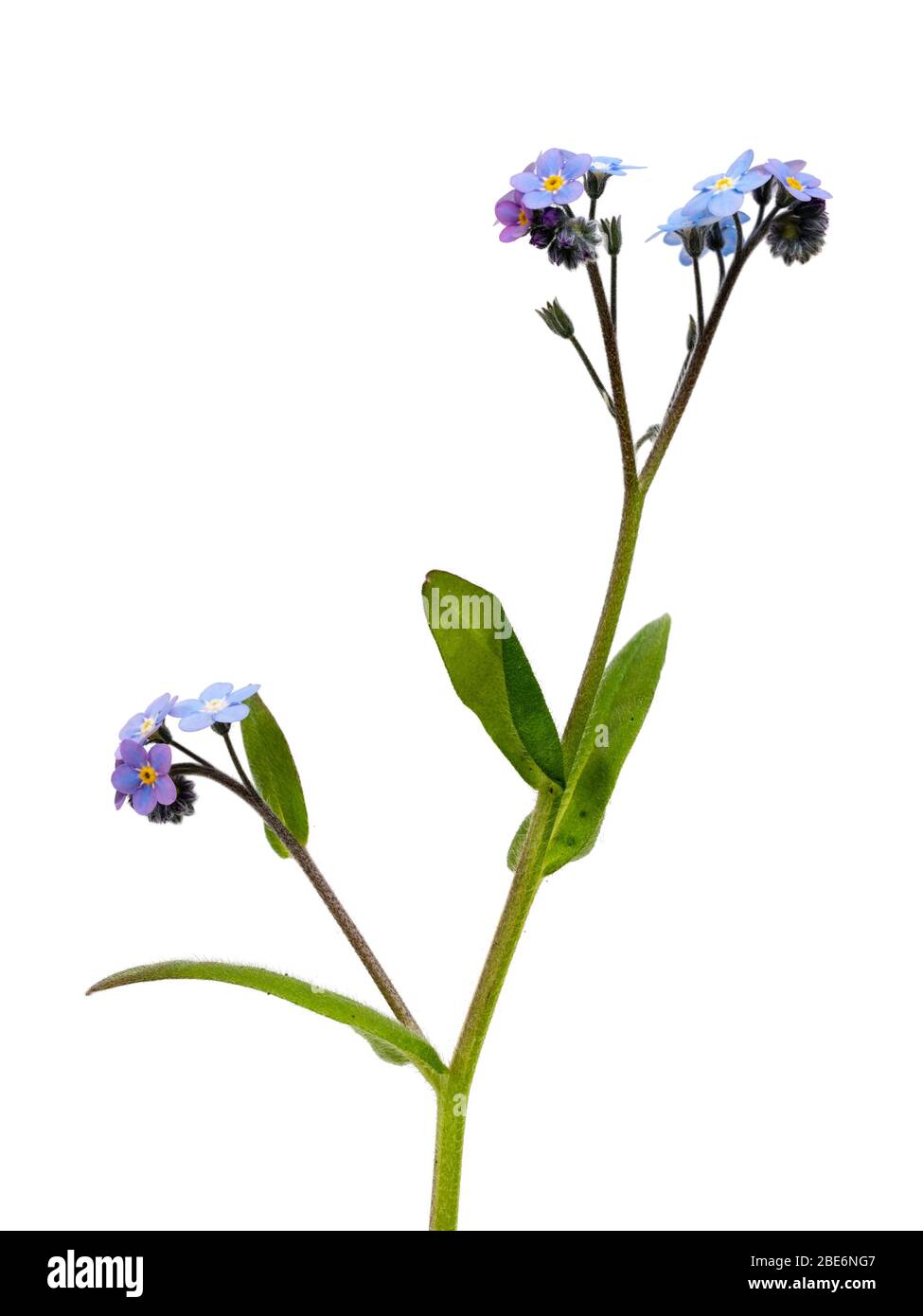Singolo gambo fiorito del legno non mi dimentichi, Myosotis sylvatica, su uno sfondo bianco Foto Stock