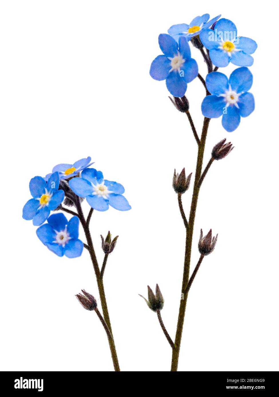 Singolo gambo fiorito del legno non mi dimentichi, Myosotis sylvatica, su uno sfondo bianco Foto Stock