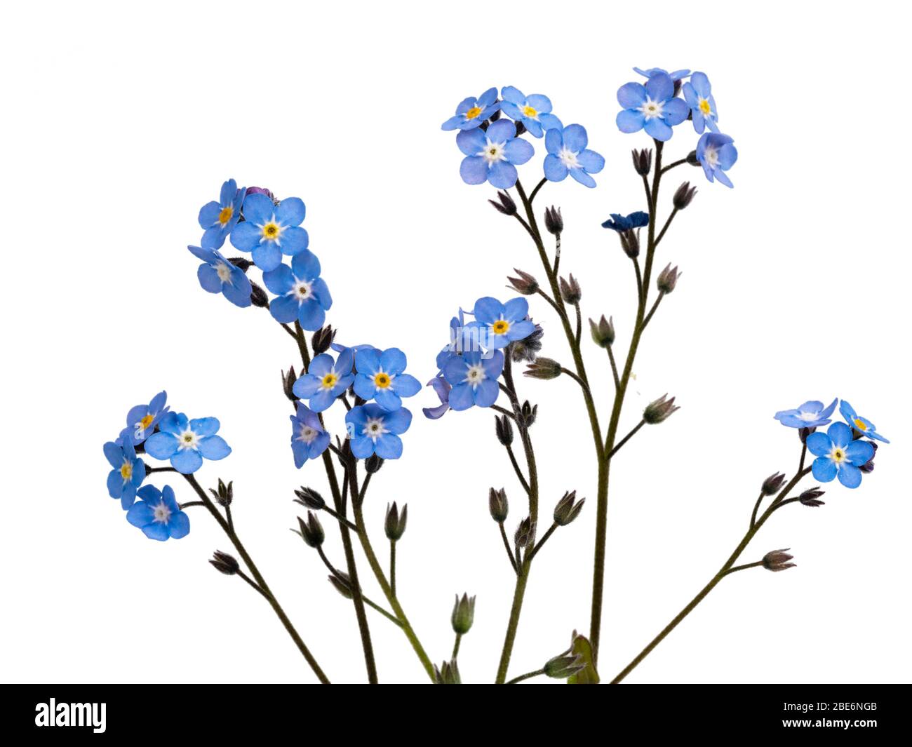 Singolo gambo fiorito del legno non mi dimentichi, Myosotis sylvatica, su uno sfondo bianco Foto Stock