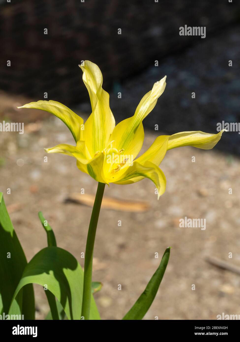 Fiore giallo a righe verdi della primavera fiorita di giglio duro fiorito viridiflora varietà, Tulip 'Green Dance' Foto Stock