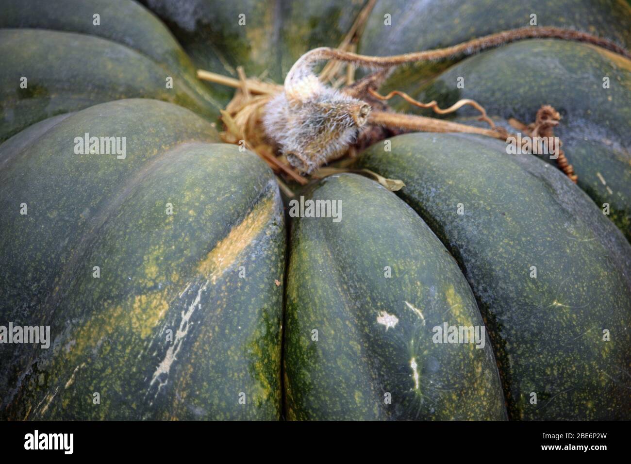 Musquee de Provence zucca varietà di Cucurbita moschata, senza sfondo. Foto Stock