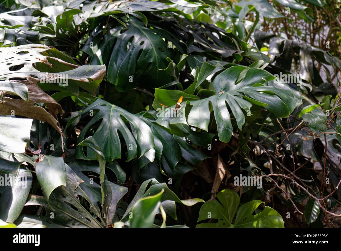 Monstrera deliziosa (nomi comuni: Ceriman, formaggio svizzero, Monstrera, frutti di bosco messicani, delizioso mostro e erroneamente, filodendro a foglia divisa) Foto Stock