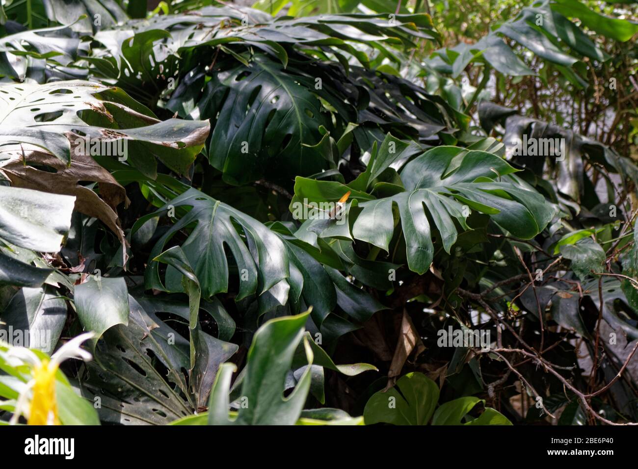 Monstrera deliziosa (nomi comuni: Ceriman, formaggio svizzero, Monstrera, frutti di bosco messicani, delizioso mostro e erroneamente, filodendro a foglia divisa) Foto Stock