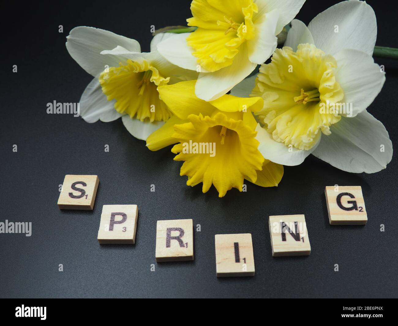 Daffodil Blossoms su sfondo nero Foto Stock