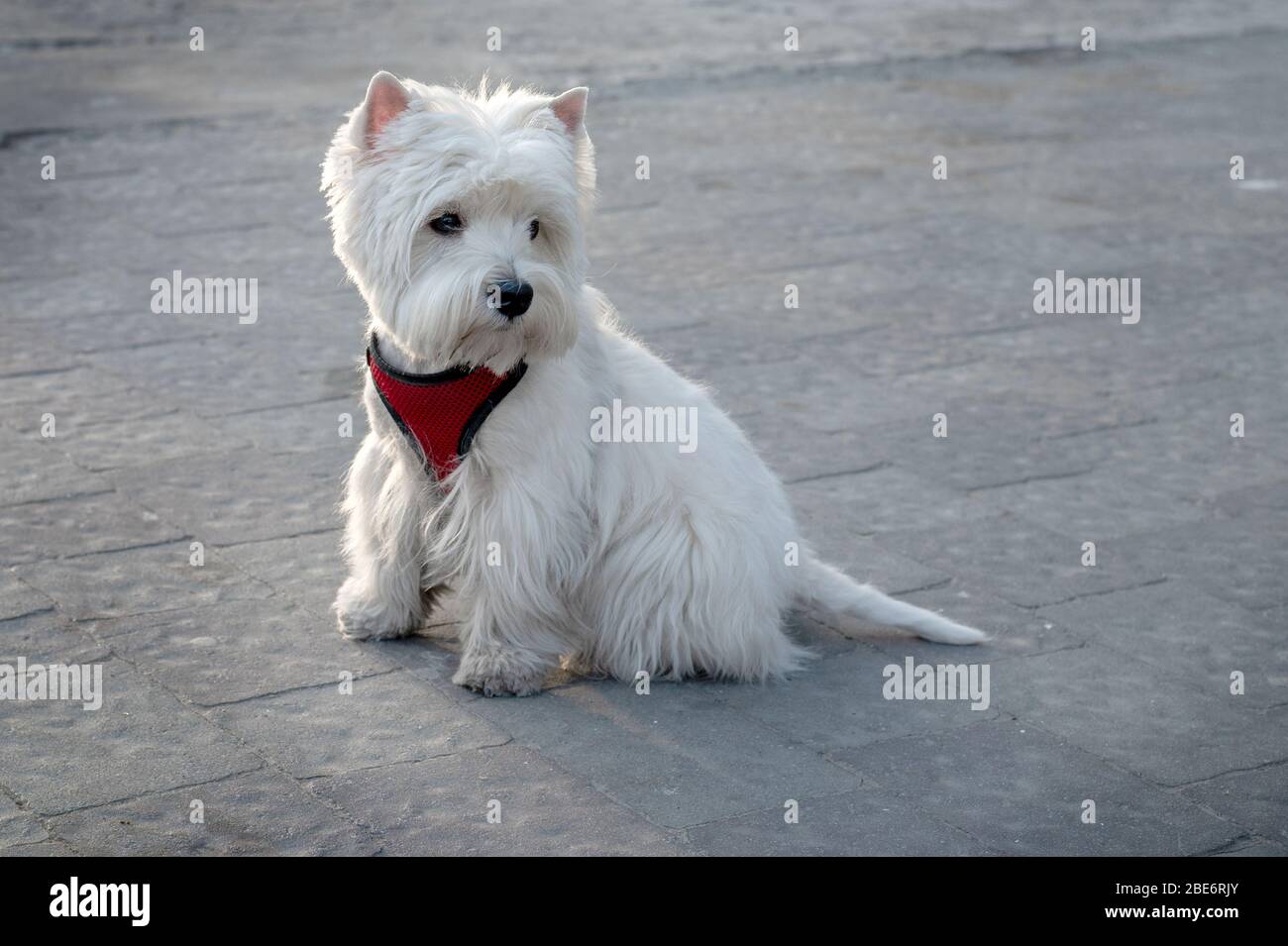 ritratto di cane bianco sulla strada Foto Stock