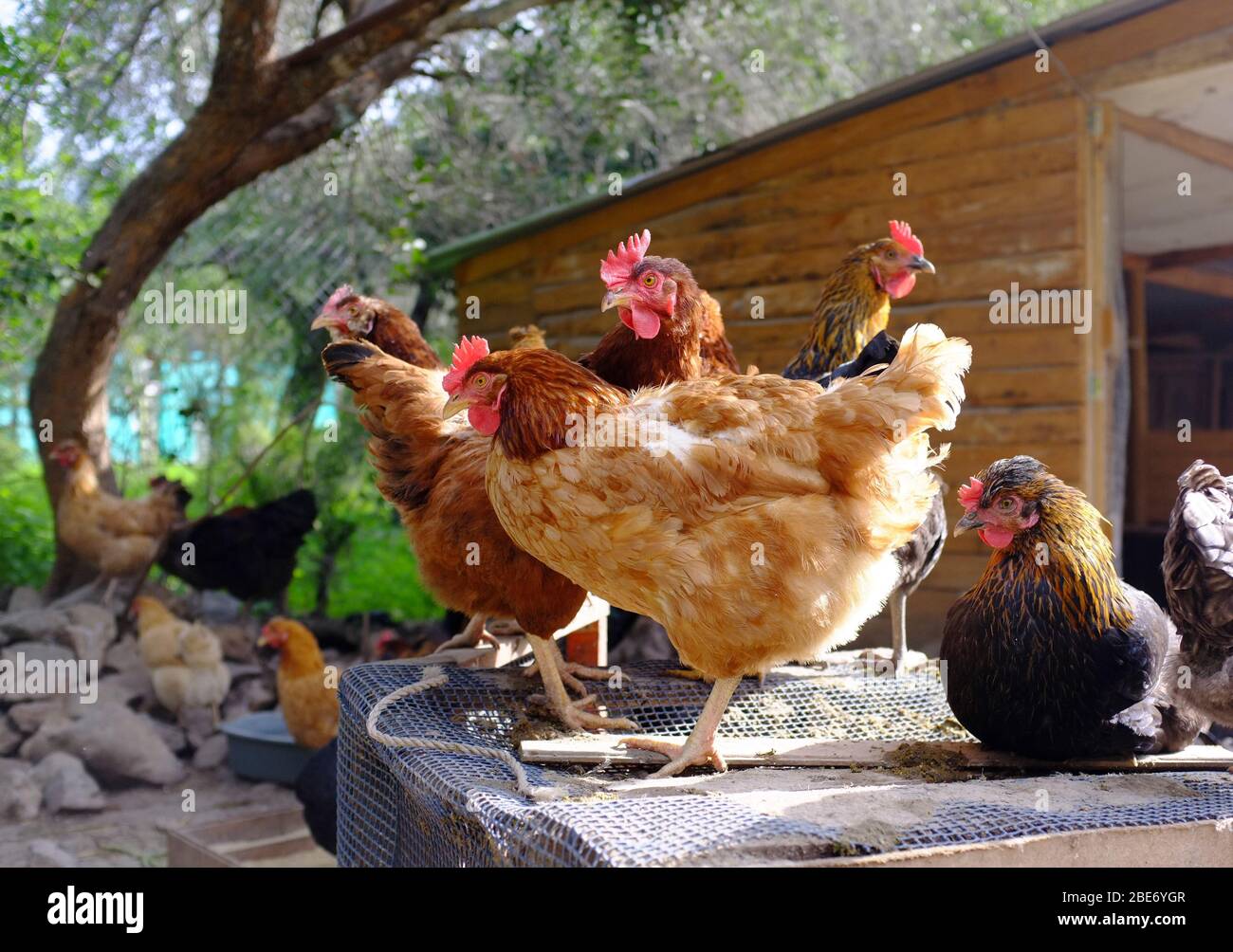 allevamento di galline criollo in fattoria rurale Foto Stock