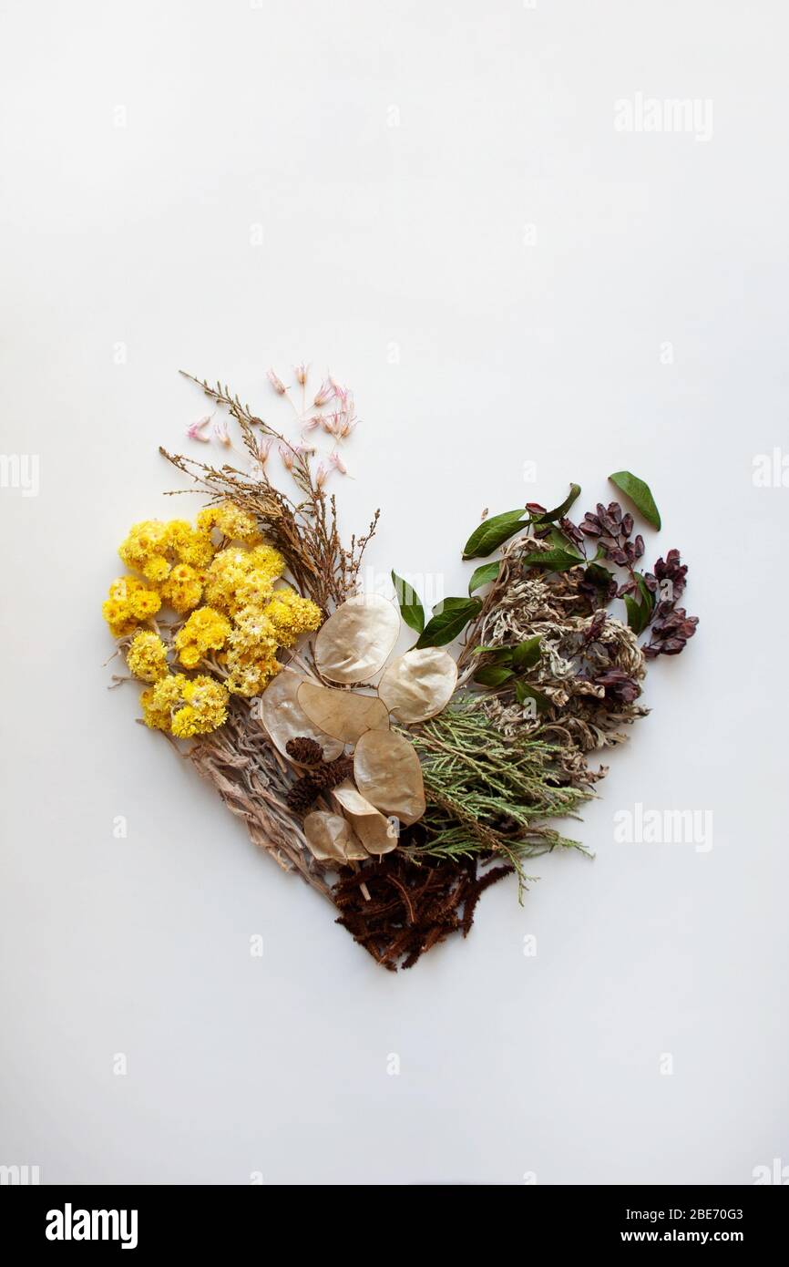 Composizione di erbario a forma di cuore con erbe e fiori secchi isolati su fondo bianco Foto Stock