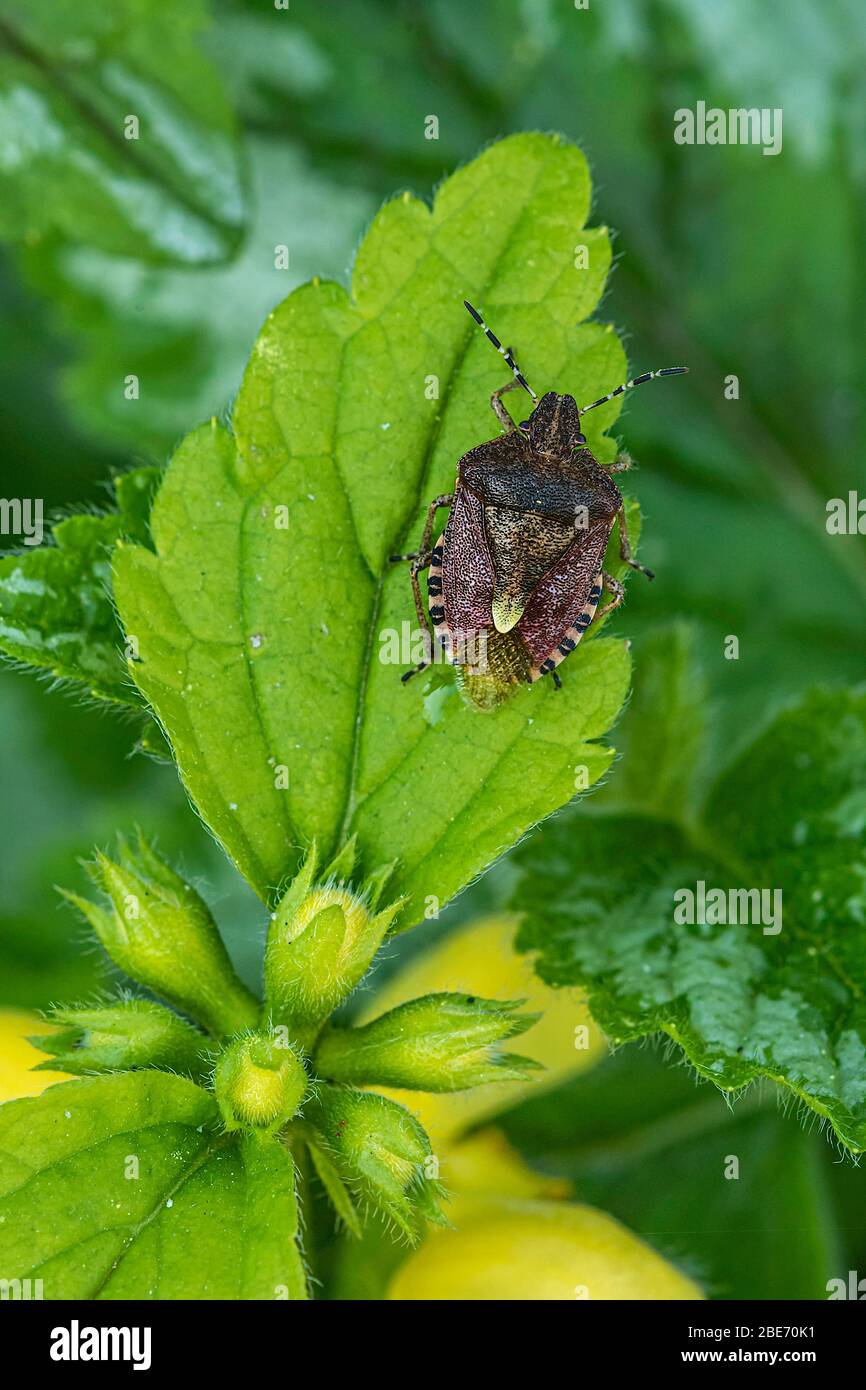 Hairy Shield Bug (Dolycoris baccarum) su pianta di arcangelo giallo in un giardino Norfolk, Regno Unito Foto Stock