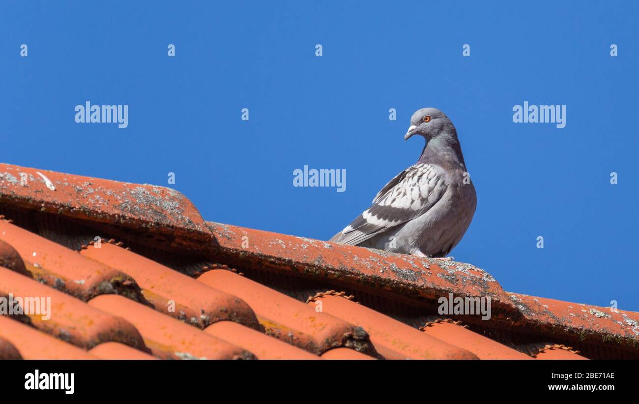piccione colato seduto su un tetto Foto Stock