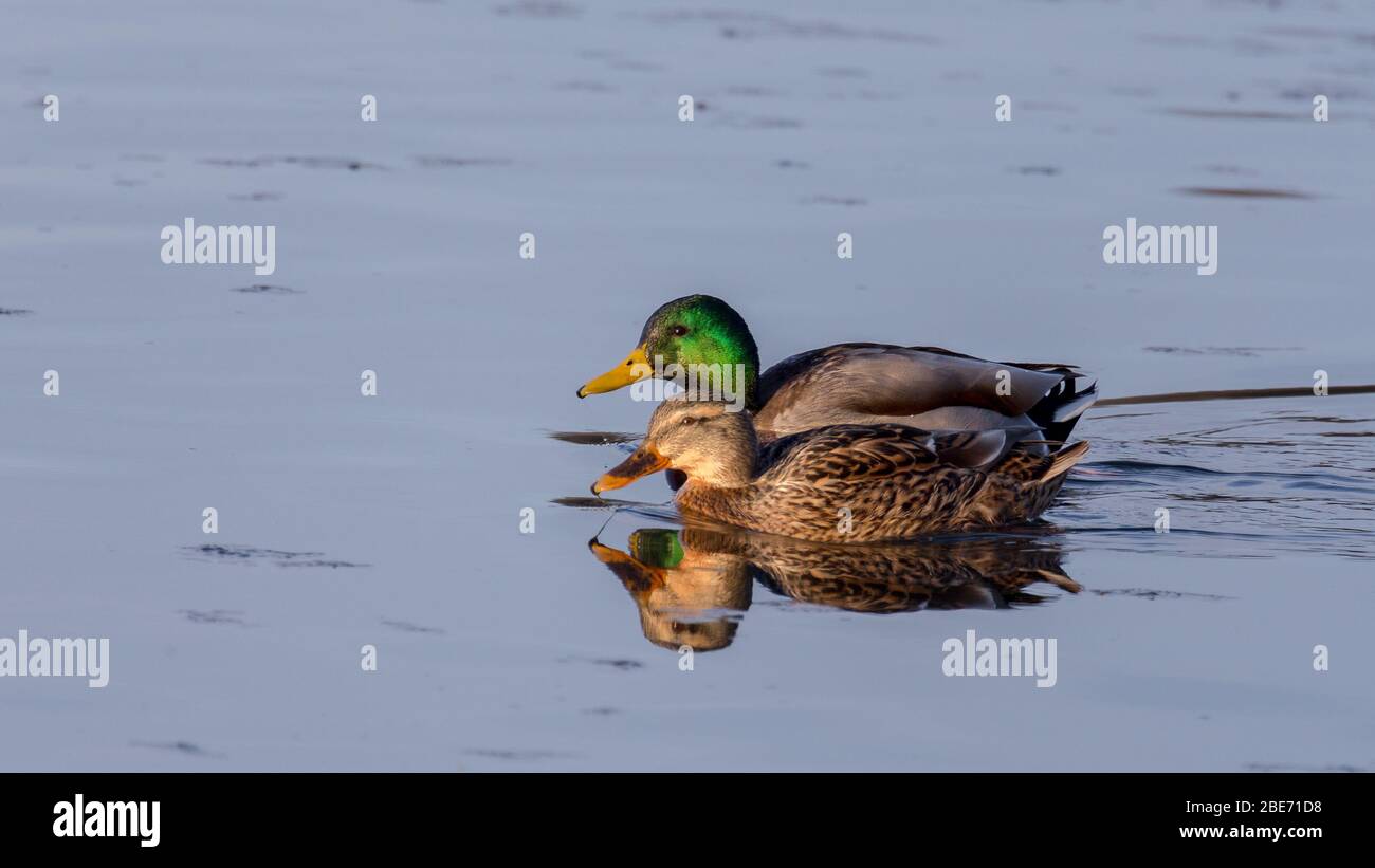 Coppia di le anatre domestiche Foto Stock