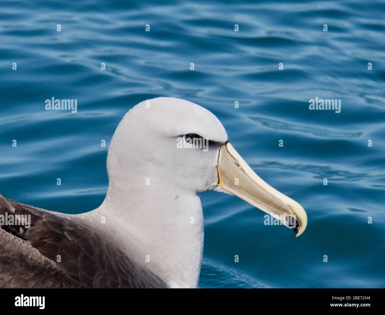 Salvin's Albatross (Thalassarche salvini) (Mollymawk) da Kaikoura, Nuova Zelanda Foto Stock