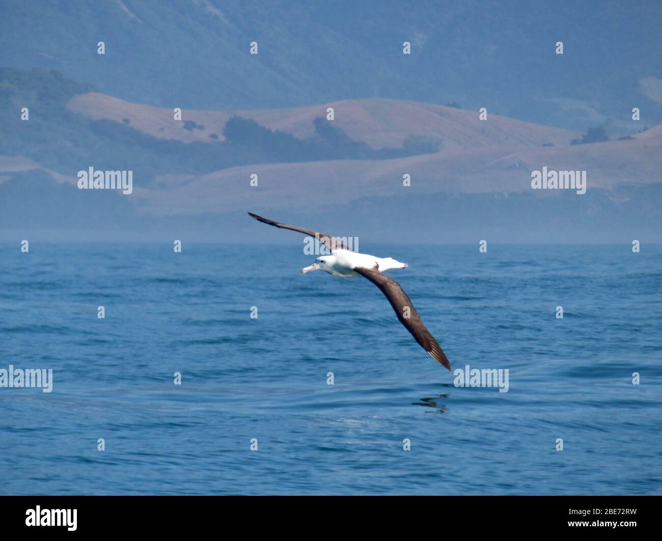 Southern Royal Albatross volare sulle acque calme dell'Oceano Pacifico dalla costa di Kaikoura, Nuova Zelanda Foto Stock