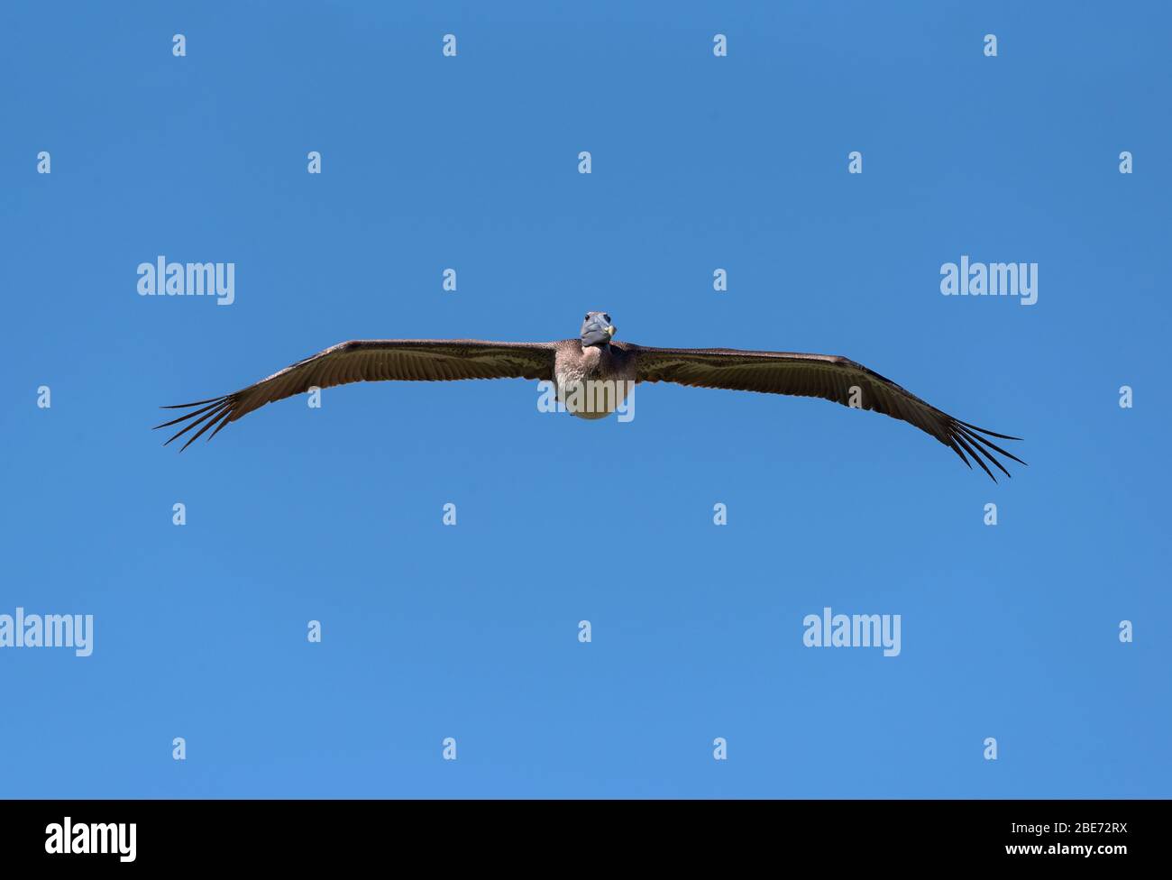 Pelican in volo dalla parte anteriore contro un cielo blu Foto Stock