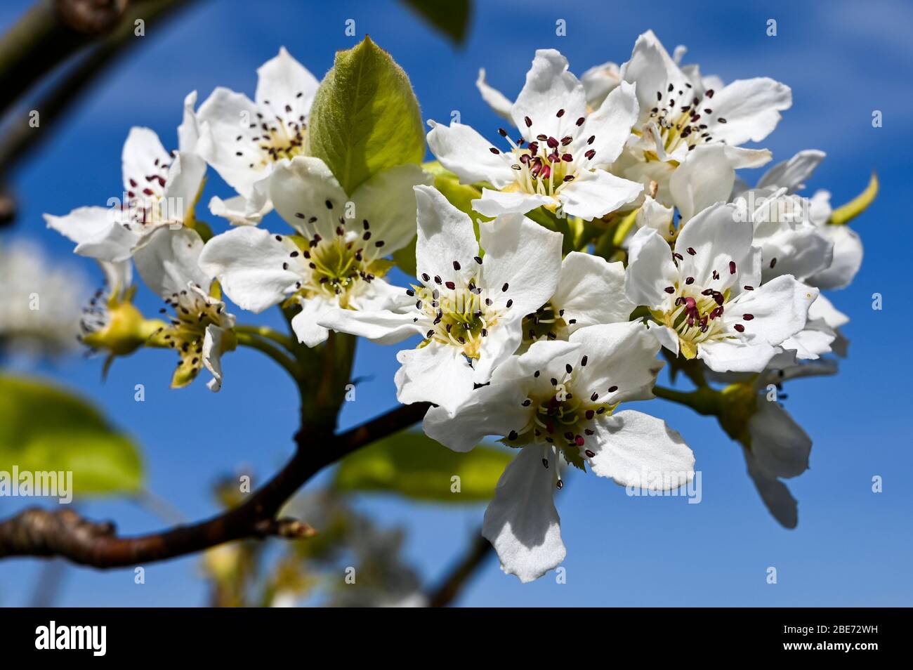 Fiore di pera cinese bianca, pyros pirifolia, contro un cielo blu. Foto Stock