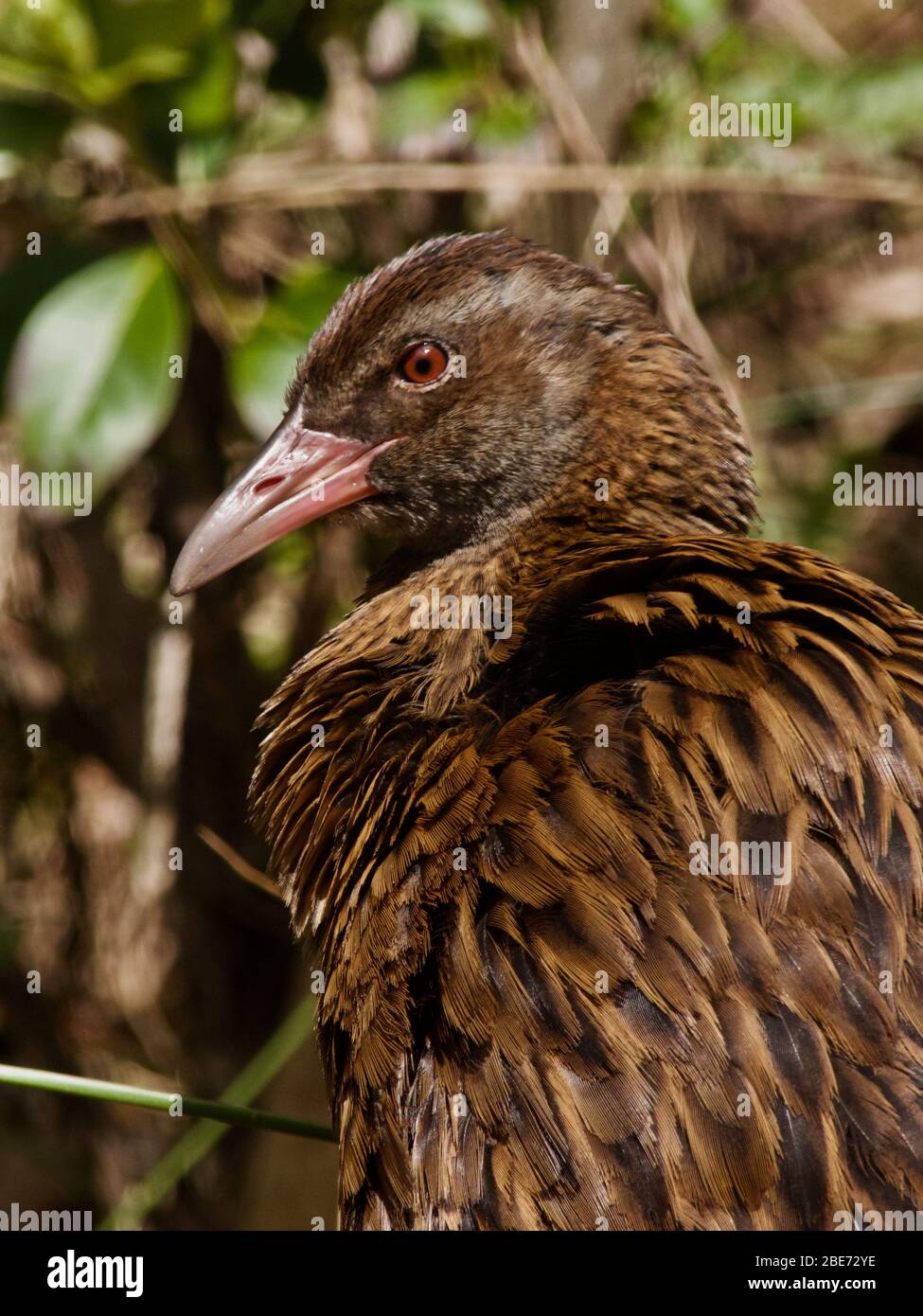 L'uccello di Weka (Gallirallus australis) sull'isola di Ulva, Nuova Zelanda Foto Stock